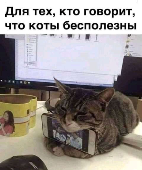 Для тех кто говорит что коты бесполезны д