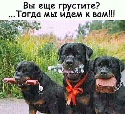Вы еще грустите Тогда мы идем к вам ЗФ