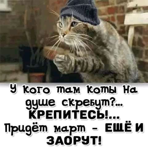В Кого тали Коты На выше схреввтъ крепитесьь Прцеёт март ЕЩЁ и ЗАОРЗТ