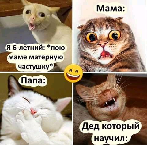 д кот рый научил
