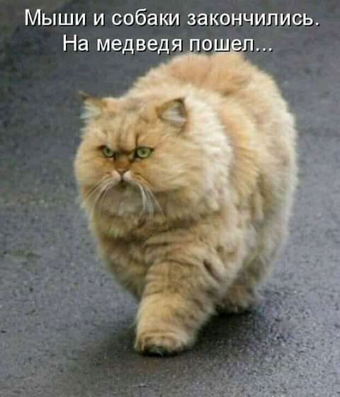 Мыши и собаки закончились На медведя о п