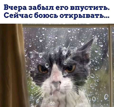 Вчера забыл его впустить Сейчас боюсь открывать