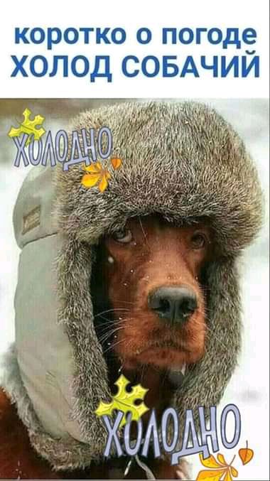 коротко о погодсЁ ХОПОД СОБАЧИИ