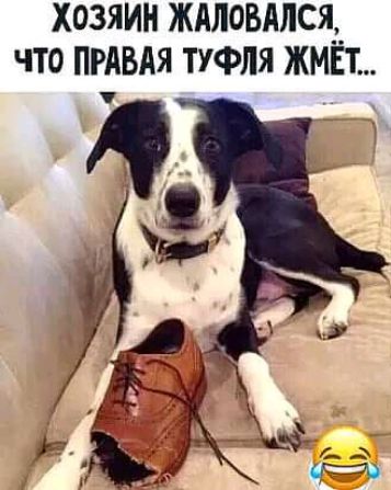 хозяин ждловдлсяд что ПРАВАЯ туфля жмет