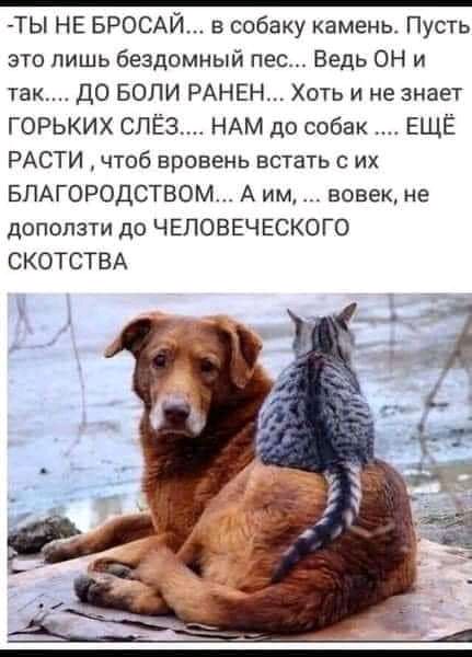 ТЫ НЕ БРОСАИ в собаку камень Пусть это лишь бездомный пес Ведь ОН и так ДО БОЛИ РАНЕН Хоть и не знает ГОРЬКИХ СПЁ3 НАМ до собак ЕЩЁ РАСТИ чтоб вровень встать с их БЛАГОРОДСТВОМ А им вовек не доползти до ЧЕЛОВЕЧ ЕСКОГО СКОТСТВА