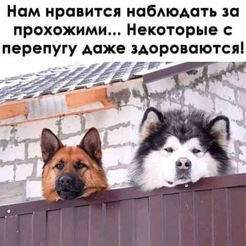 Нам нравится набподать за прохожими Некоторые перепугу даже здороваютсяі