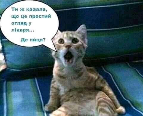 Ти казана що Це ппотий с яд пщаря де иичя