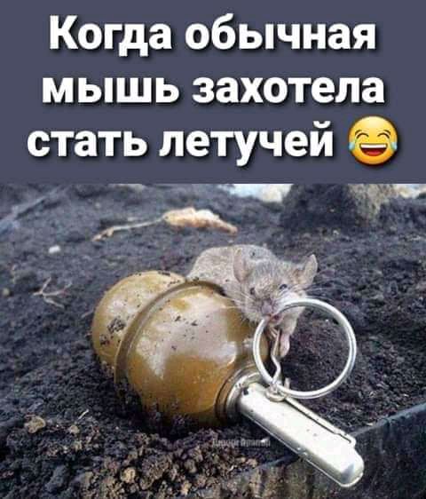 Когда обычная мышь захотела стать летучей кр