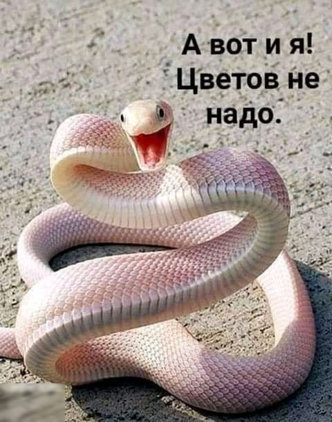 АЬогия Цветов не надо