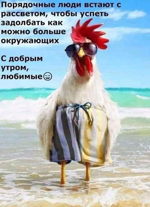 Порядочные люди встают с рассветом чтобы успеть задолбать как можно больше окружающих С добрым утром любимые