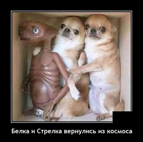 Белка и Стрелка вернулись из космоса