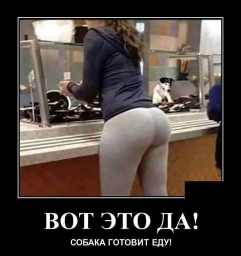 вот это ДА СОБАКА ГОТОВИТ Еду
