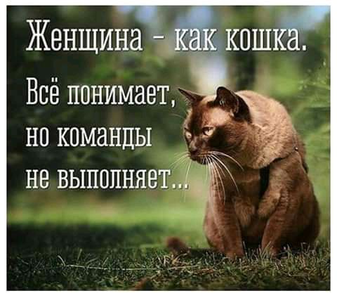 Всё понимает _ на команды не выполняет41