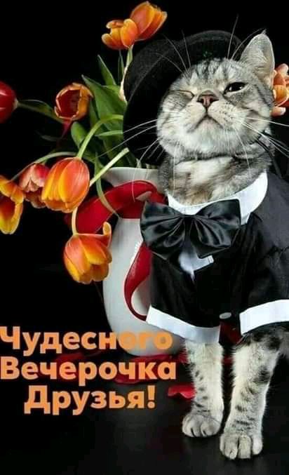 Вечерачка Друзья