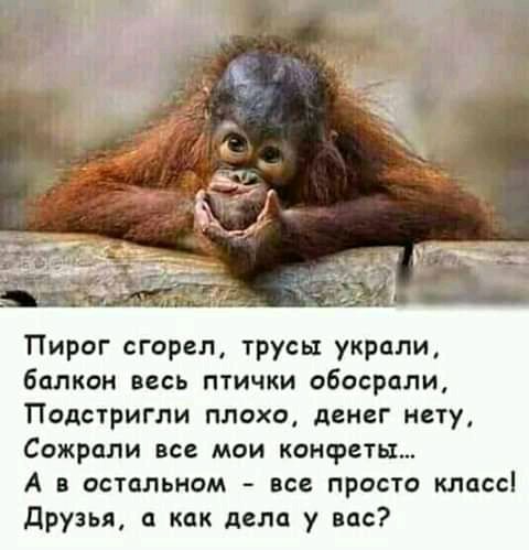 Пирог сгорел трусы украли балкон весь птички обосрали подстригли ПЛОХО АЦИСГ нету Сожрали все мои конфеты А в остальном все просто класс друзья а как дела у вас