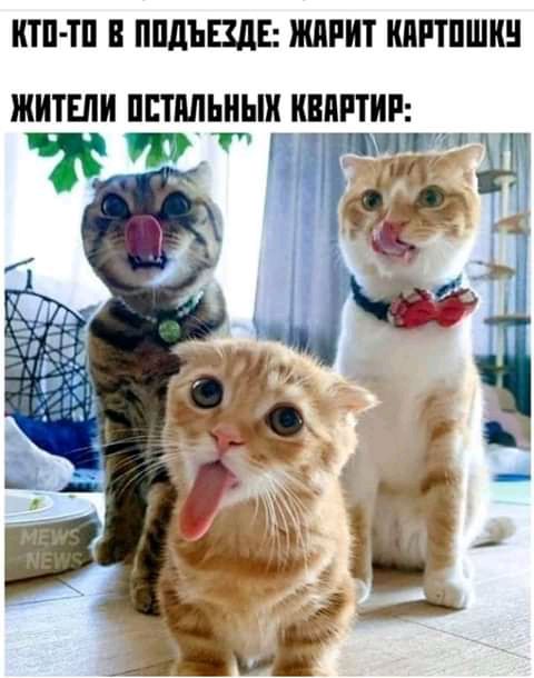 КТП ТП В ППЛЪЕЩЕ ИШРИТ КЛППШК ЖИТЕЛИ ПЕТМЬНЫИ КВПРТИР _