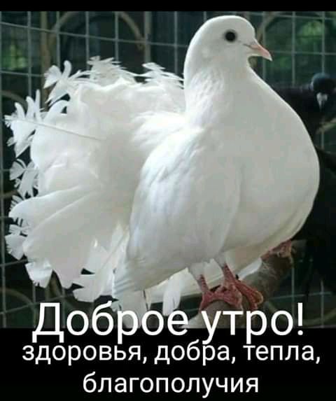 здоровья добра тепла благополучия