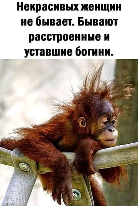 Некрасивнх женщин не бывает Бывают построенные и уставшие богини