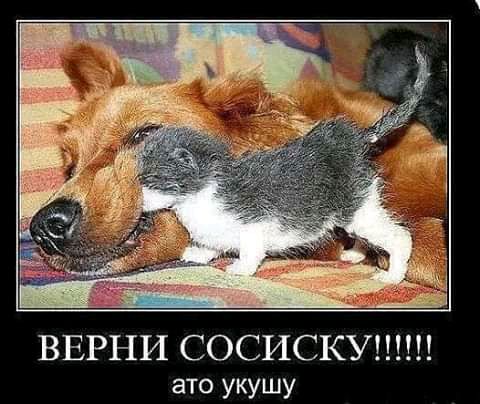 ВЕРНИ СОСИСКУ ато укушу