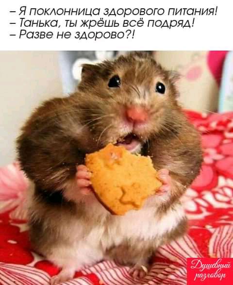 Я поклонница здорового питания Танька ты жрёшь всё подряд Разве не здорово