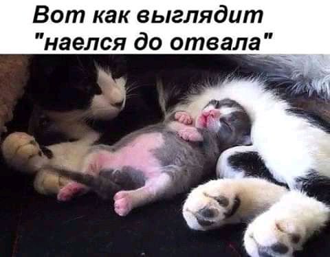 Вот как выглядит наелся до отвала