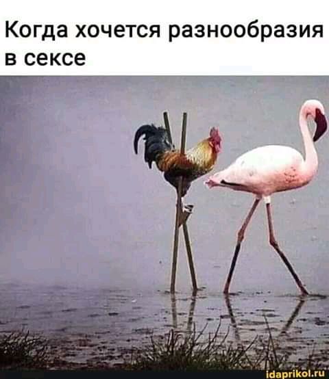 Позы сексуальные