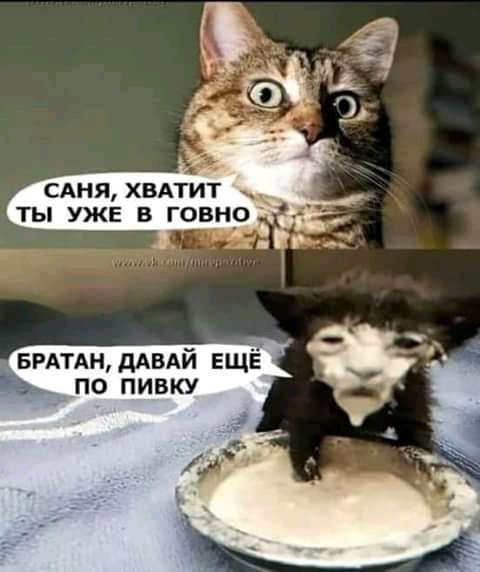 САНЯ ХВАТИТ _ ТЫ УЖЕ В ГОВН0 гаммышмй ЕЩЁ э по пивку