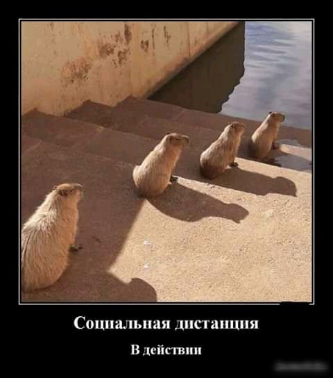 Социальная дистанция в лей ииииии