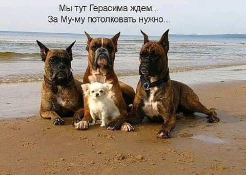 Мы тут Герасима ждем за Муму потолковать нужно