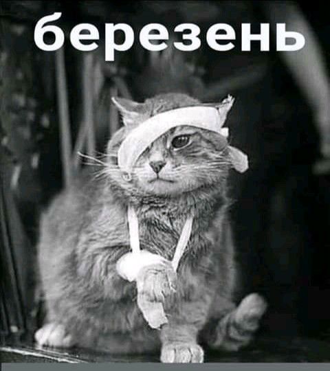 березенп