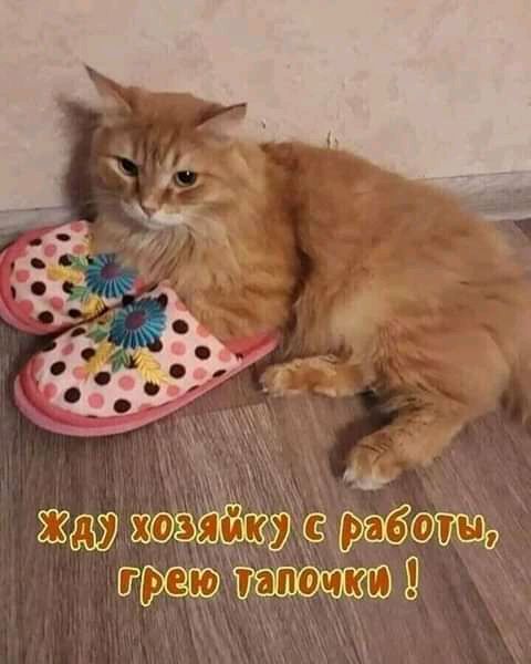щ с жэёа 9