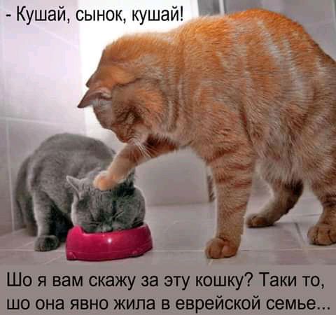 Кушай сынок кушай