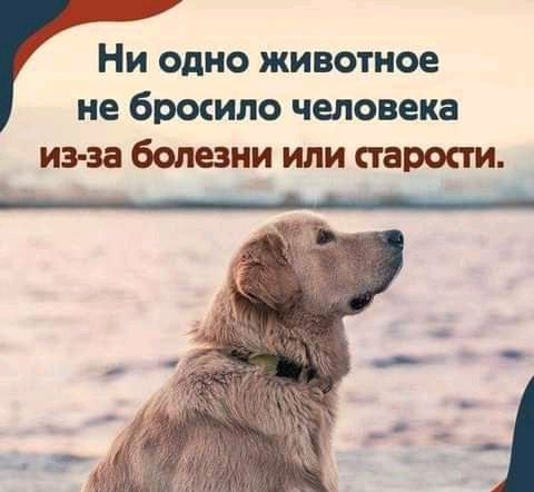 НИ ОДНО животное не бросило чыовека ИЗ ЗЗ болезни ИЛИ ВРООИ