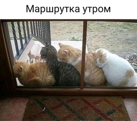 Маршрутка утром