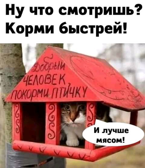 Ну что смотришь Корми быстрей
