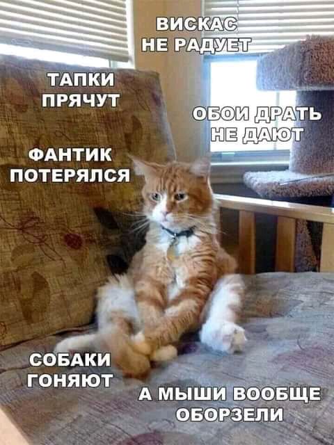 ТАПКИ ПРЯЧУТ ФАНТИК ПОТЕРЯПСЯ СОБАКИ ГОНЯЮТ