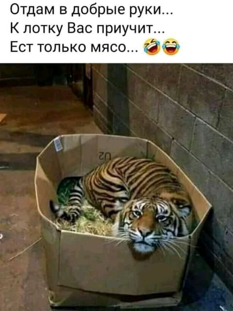Отдам в добрые руки К лотку Вас приучит Ест только мясо ТЭ