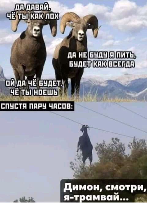 димои смотри лицей