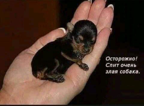 Оппложип Спит очень мая кабаки