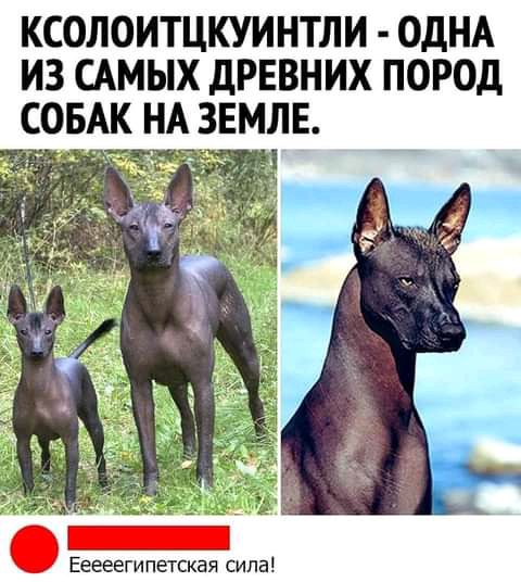 КСОЛОИТЦКУИНТЛИ ОДНА ИЗ САМЫХ дРЕВНИХ ПОРОД СОБАК НА ЕМЛЕ Ееееегипетская сила