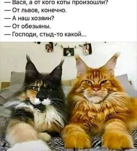 Вася а от кого коты произошли От львов конечно А наш хозяин От обезьяны Господи стыд то какой