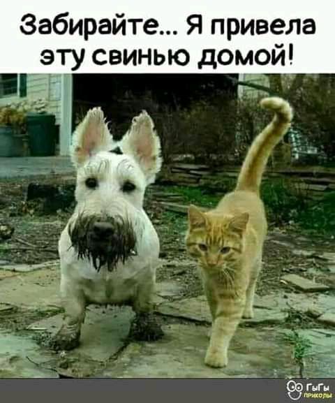 Забирайте Я привела _эту свинью домой Ё 1 _ _ 1 гг