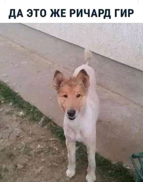 дА ЭТО ЖЕ РИЧАРд ГИР