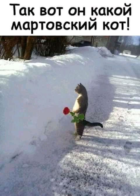 Так вот он какой мартовским кот