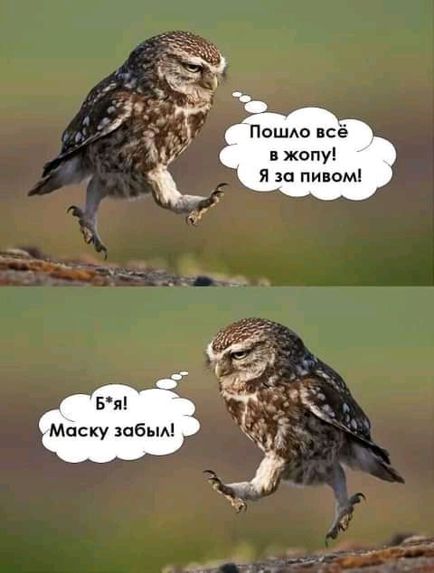 ПошАо всё в жопу я за пивом Маску забыА