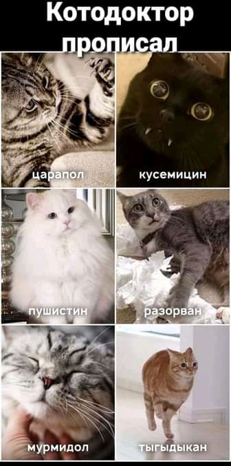 Котодоктор