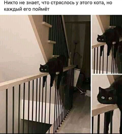 Никто не знает что стряслась у этого кота но каждый его поймёт