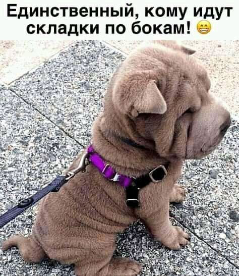 Единственный кому идут складки по бокам _