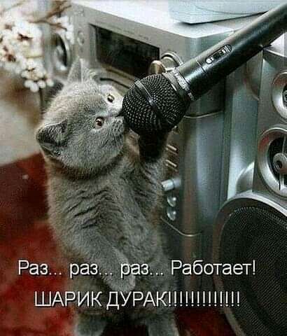 ШАРИКЁУРАКШН ь