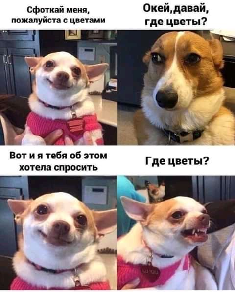 Сфоткай меня пожалуйста с цветами Вот и я тебя об этом хотела СПРОСИТЬ